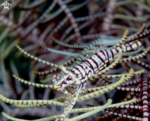 A Crinoid Shrimp