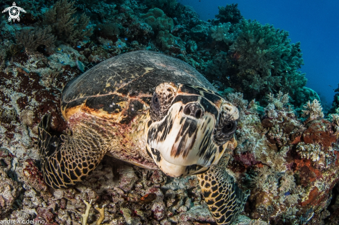 A Green Turtle