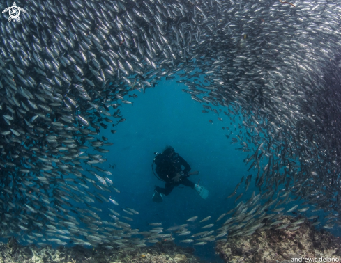 A Sardines of Bohol