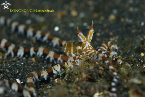 A Mimic Octopus