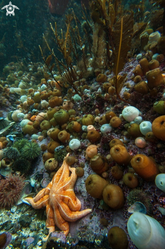 A Anemones