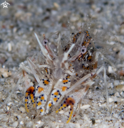 A Bongo/Tiger Shrimp