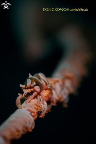 A Wire Coral Shrimp