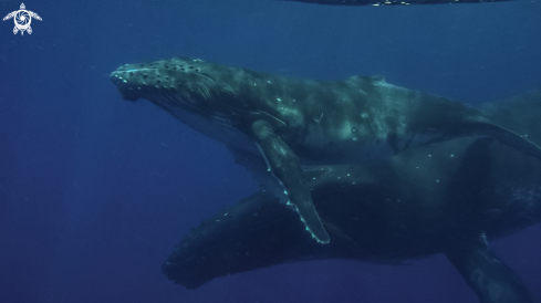 A Humpback Whale