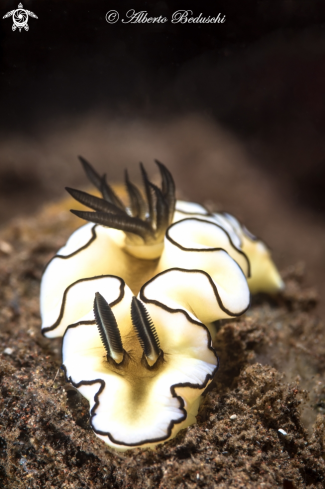 A Nudibranch