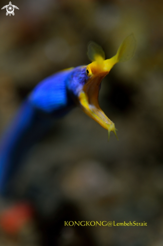 A Blue ribbon eel