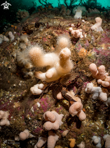 A Crab and Coral