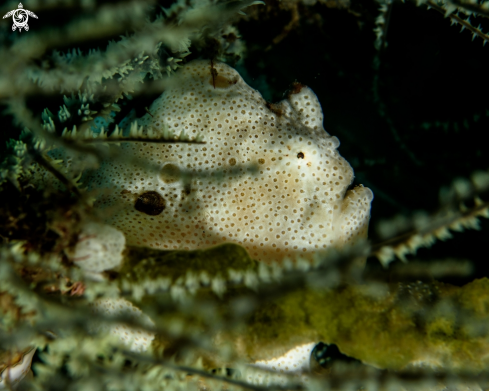 A Antennarius pictus | Painted frogfish