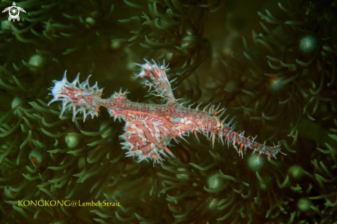 A Ornate ghost pipe fish