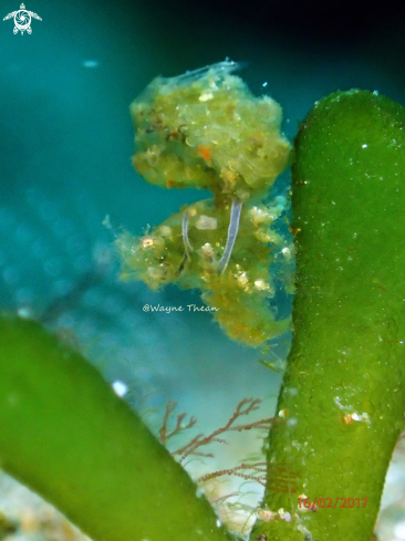 A Algae Shrimp