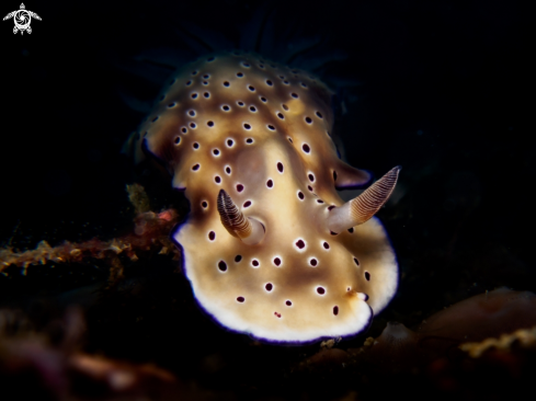 A Hypselodoris tryoni