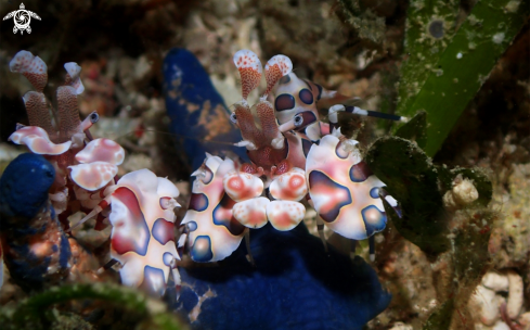 A Hymenocera picta | Harlequin Shrimp