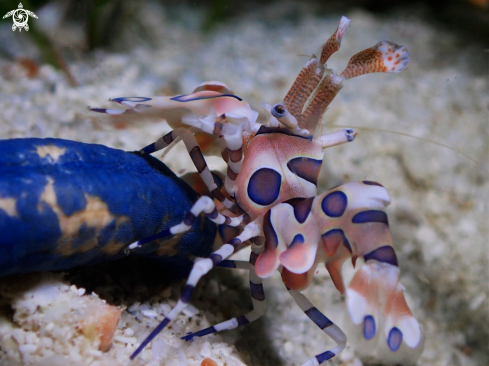 A Hymenocera picta | Harlequin Shrimp