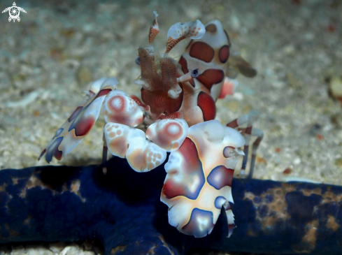 A Hymenocera picta | Harlequin Shrimp