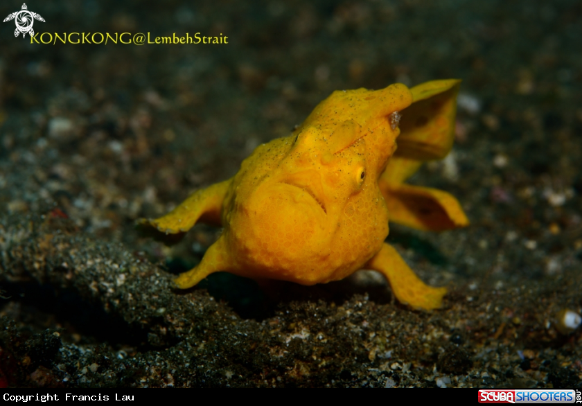 A Yellow frogfish