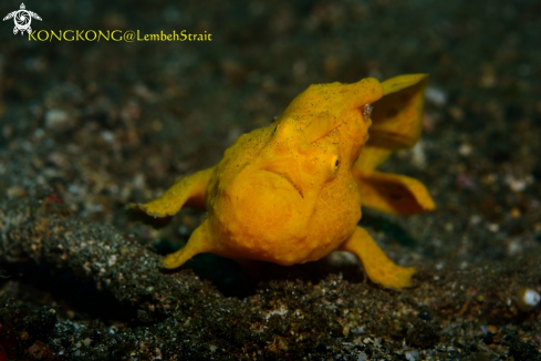 A Yellow frogfish