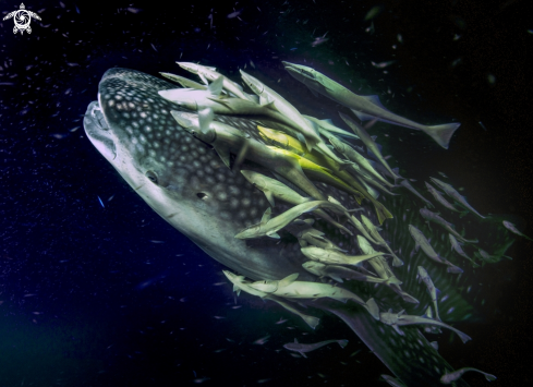 Whale shark