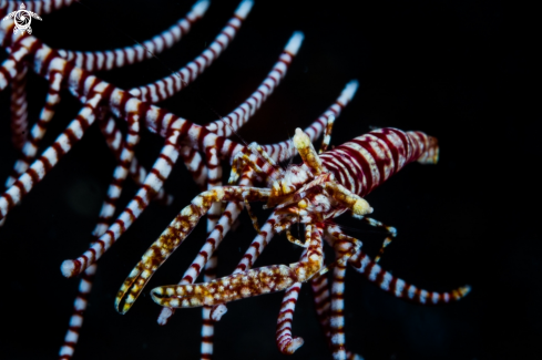 A Laomenes amboinensis | Crinoid shrimp