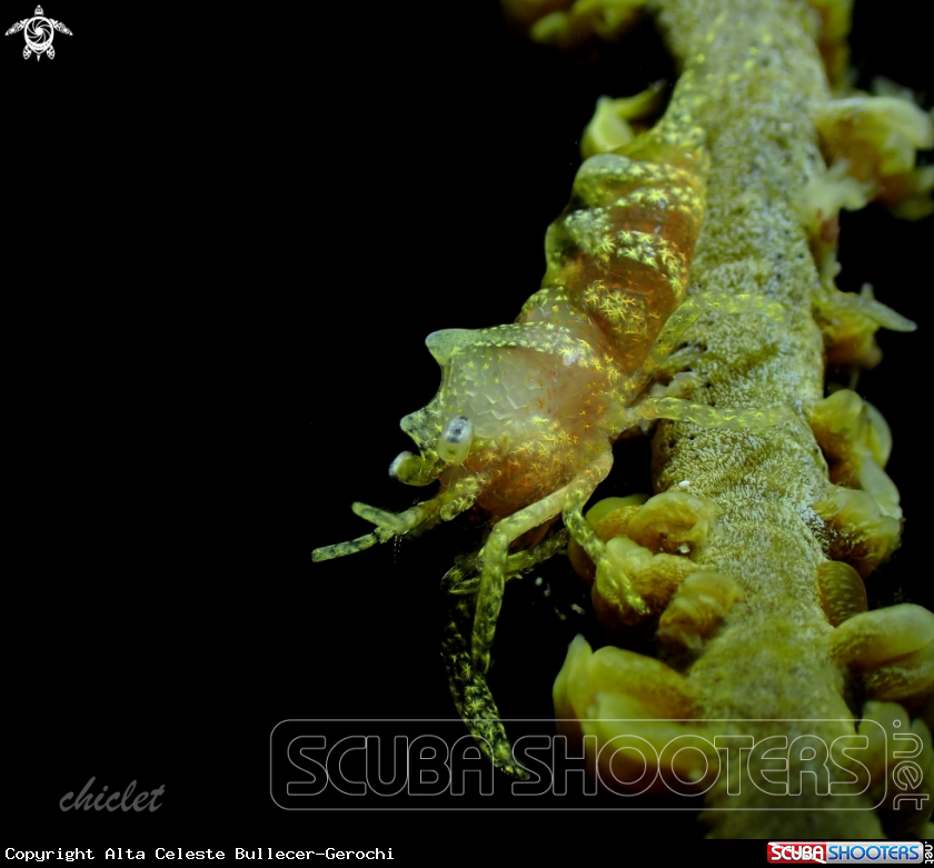 A Whip coral shrimp