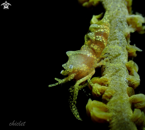 A Whip coral shrimp