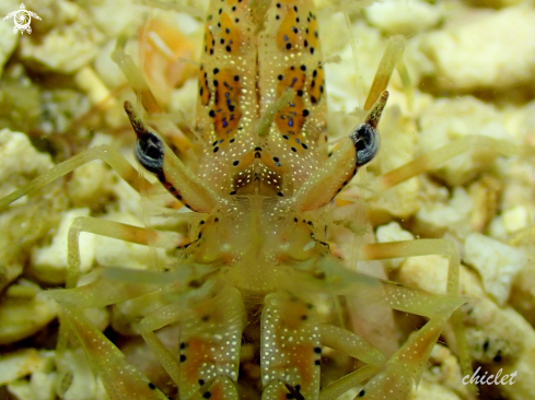 A Tiger shrimp