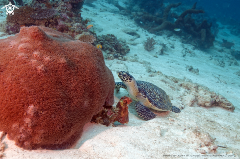 A Eretmochelys imbricata | Turtle