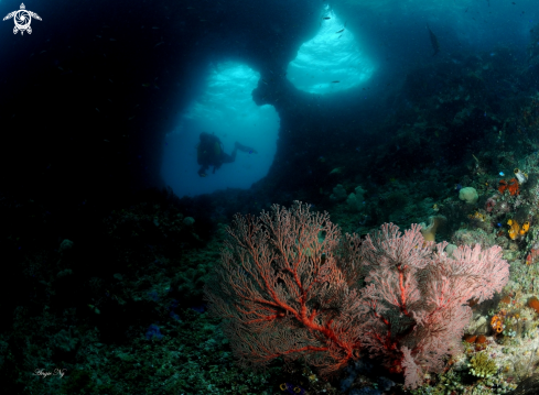 A Sea Fans