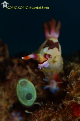 A Nudibranch