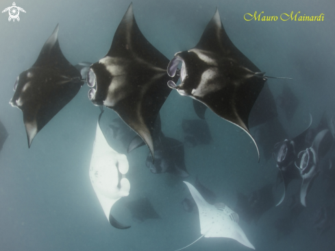 Mantas