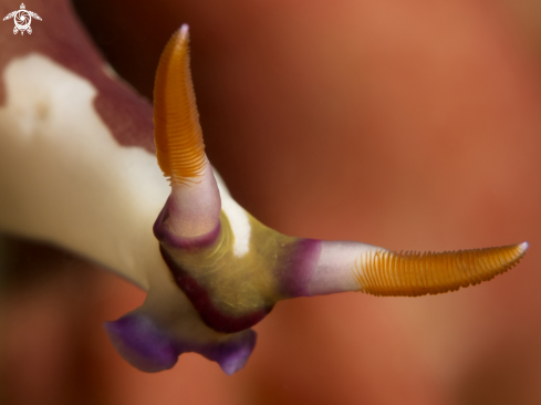 A Nembrotha chamberlaini | Nudibranch