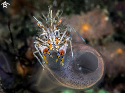 A Tiger shrimp