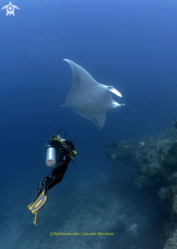 A Manta birostris