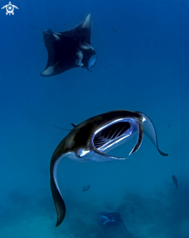 A Manta biroistris | Manta birostris