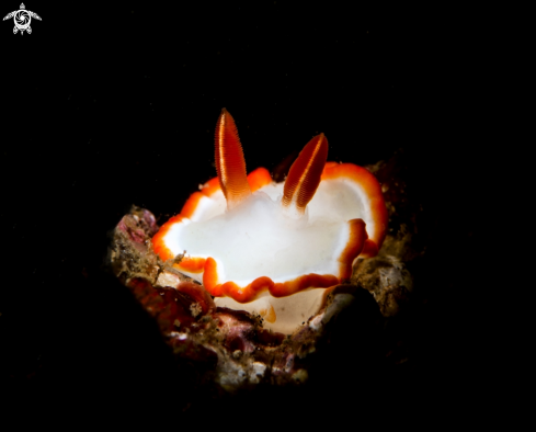 A Glossodoris averni | Nudibranch