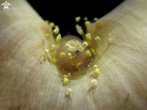 A Pliopontonia furtiva | Hooded Shrimp