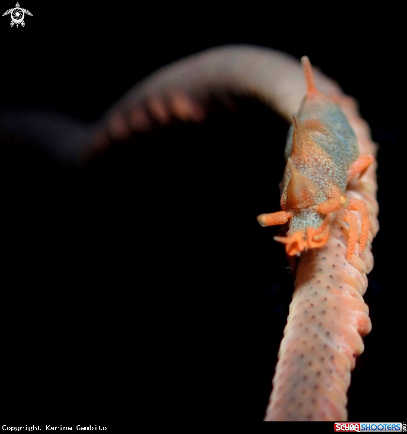 A Dragon Shrimp