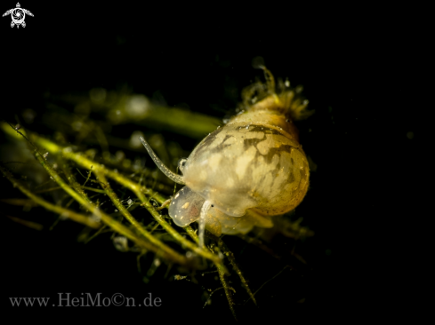 A Blasenschnecke (Physella acuta)