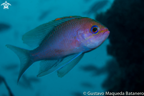 A Anthias anthias | Antias