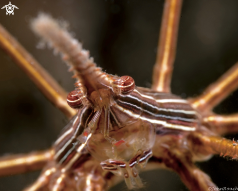 A Stenorhynchus seticornis | Arrow Crab