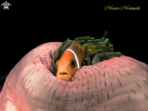 A clownfish and anemone