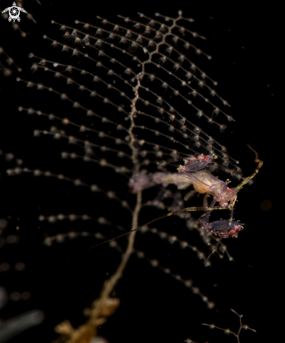 A Skeleton shrimp