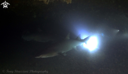 A Grey Nurse Shark