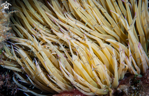 A Shrimp larvae in the shelter of the anemone