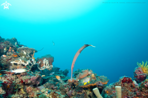 A Aulostomus strigosus | Trompet fish