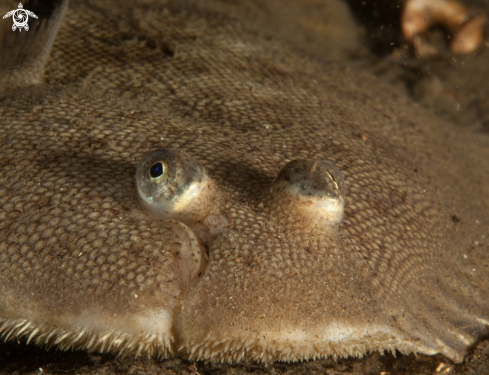 A Flounder