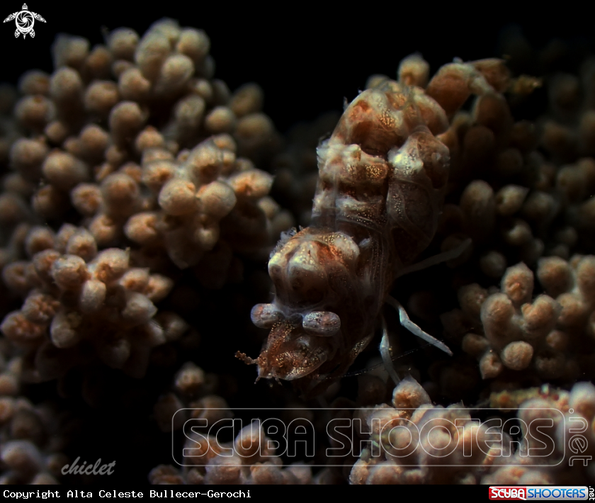 A Cryptic soft coral shrimp