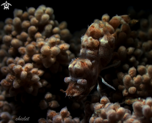 A Alcyonohippolyte dossena | Cryptic soft coral shrimp
