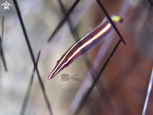 A Diademichthys lineatus | Urchin Clingfish