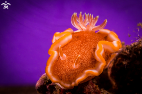 A NUDIBRANCH