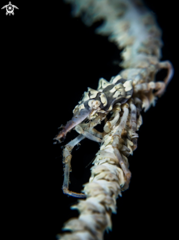 A Xenocarcinus tuberculatus | Xeno Crab